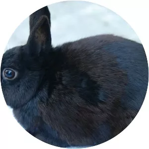 Polish rabbit