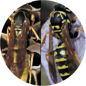 Polistes aurifer - Insects