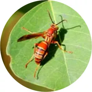 Polistes bellicosus