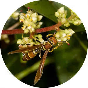 Polistes crinitus - 