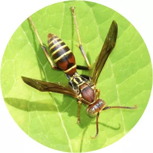 Polistes dorsalis