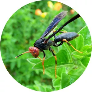 Polistes erythrocephalus - 