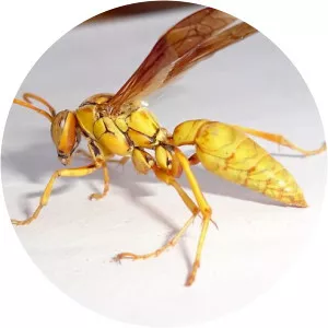 Polistes flavus - 