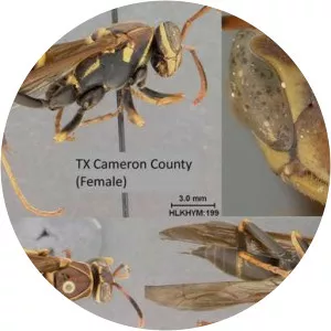 Polistes instabilis - 