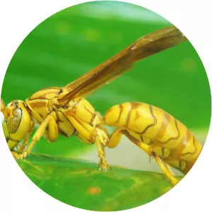 Polistes olivaceus - 