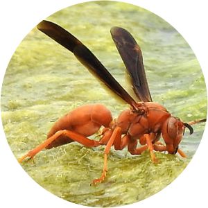 Polistes perplexus - 