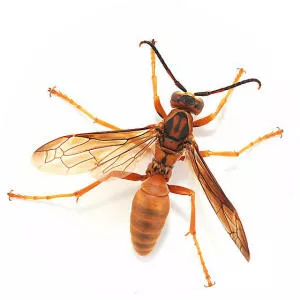 Polistes rubiginosus