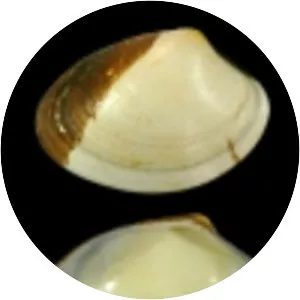 Polititapes aureus - 