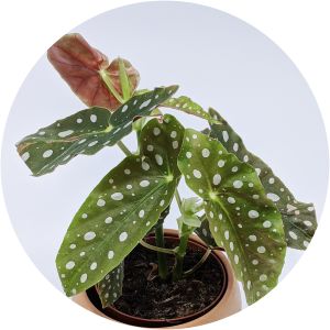 Polka dot begonia