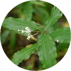 Pollia miranda - Plants