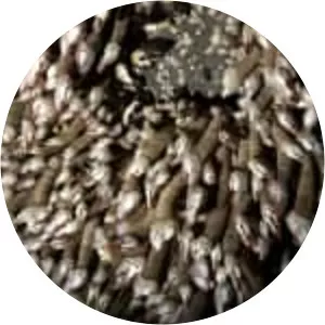 Pollicipes pollicipes