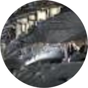 Pollnagollum - Cave in the Republic of Ireland