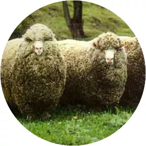 Polwarth sheep