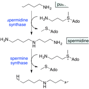 Polyamine - Chemical compound