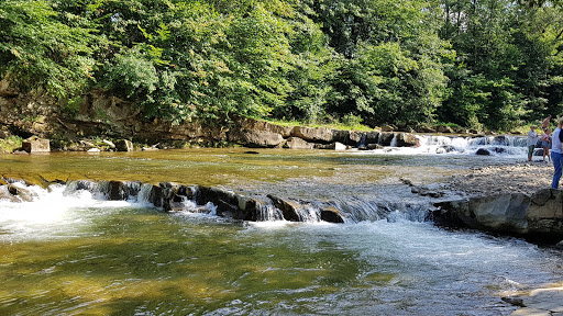 Polyanytske forestry