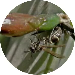 Polybia occidentalis