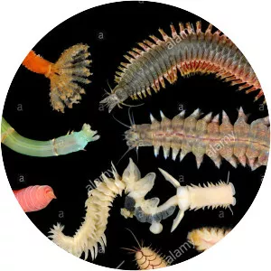 Polychaete