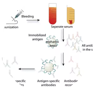 Polyclonal antibodies - 
