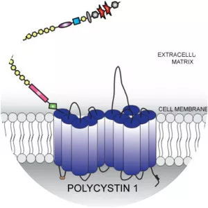 Polycystin 1 - 