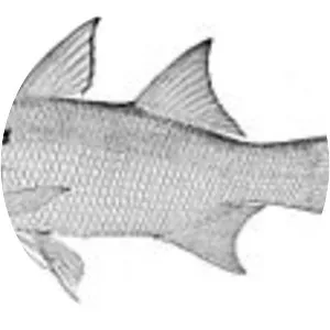 Polydactylus microstomus - 