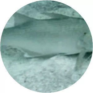 Polydactylus oligodon