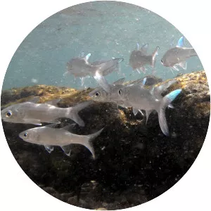 Polydactylus plebeius