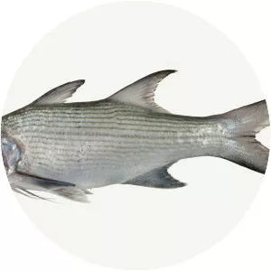 Polydactylus sexfilis - 