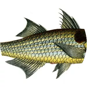 Polydactylus sextarius