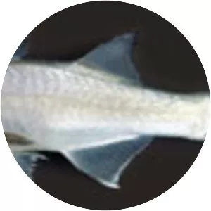 Polydactylus virginicus - 