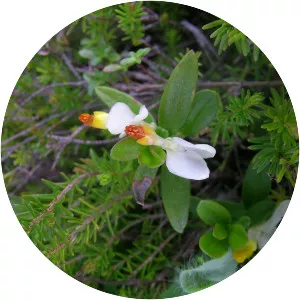 Polygala chamaebuxus