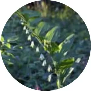 Polygonatum multiflorum - Plants