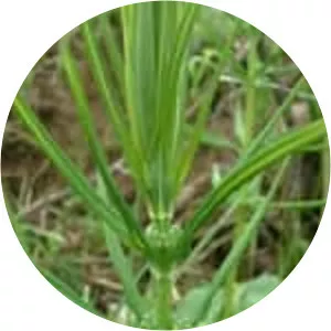 Polygonatum verticillatum