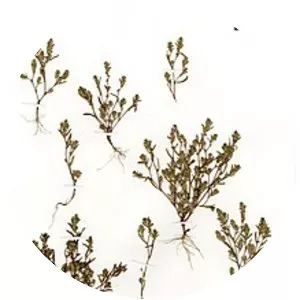 Polygonum polygaloides