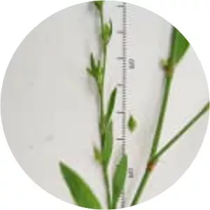 Polygonum ramosissimum