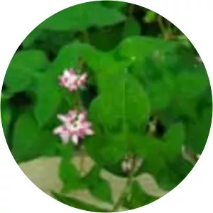 Polygonum thunbergii - 