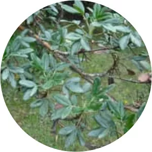 Polylepis racemosa - 