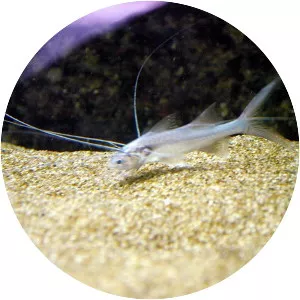 Polynemus multifilis