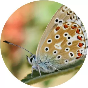 Polyommatus