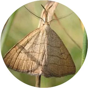 Polypogon tentacularia