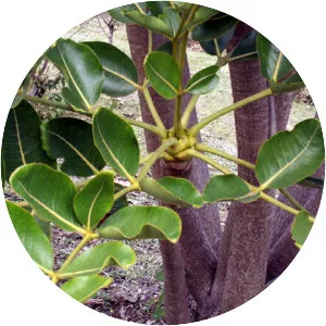 Polyscias cutispongia - 