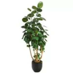 Polyscias scutellaria