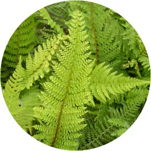 Polystichum setiferum