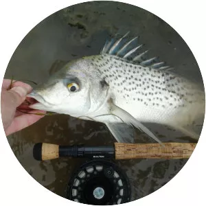 Pomadasys commersonnii