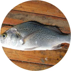 Pomadasys jubelini - 