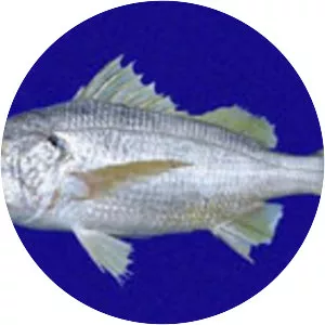 Pomadasys panamensis - 