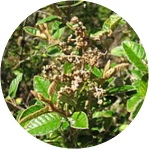 Pomaderris paniculosa