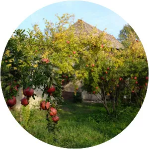 Pomegranate Orchard