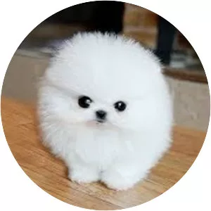 Pomeranian