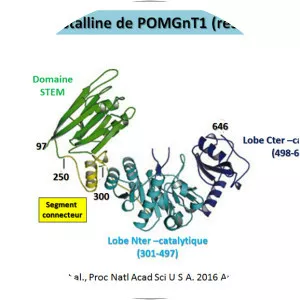 POMGNT1 - 