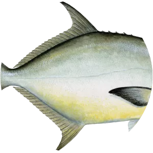 Pompano